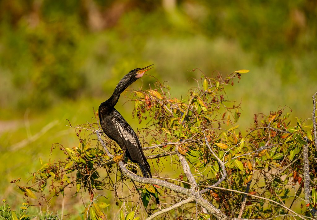 Anhinga in a tree photographed at RRC.