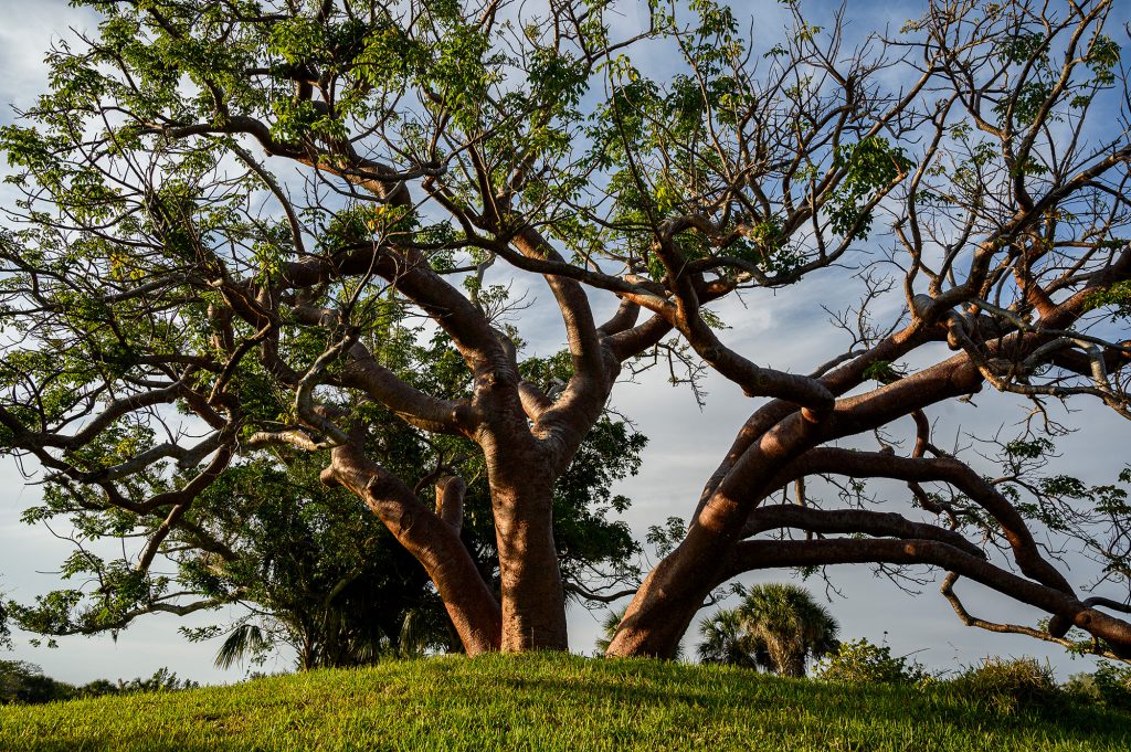 Large Gumbo Limbo Tree on the top of a hill