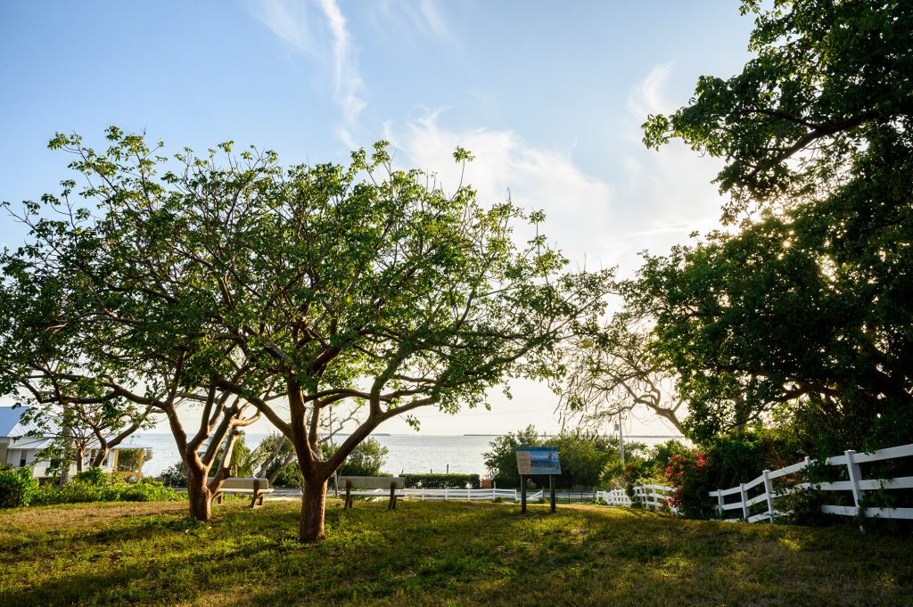 View of Pine Island Sound from the top of a a grassy hill with white fences along each side and trees and benches at the top of the hill