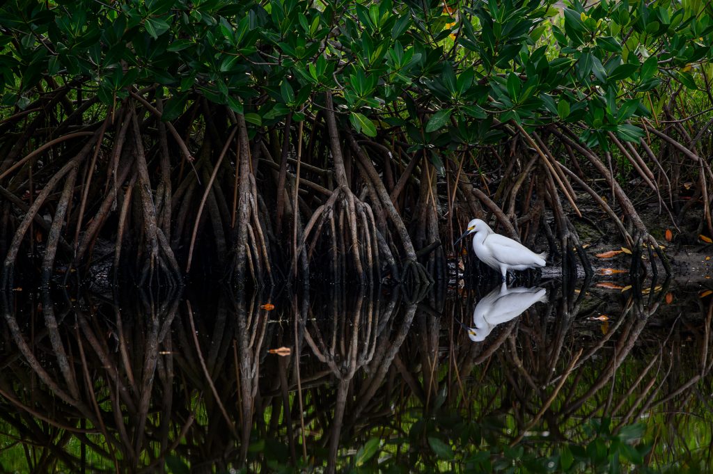 white bird standing in the the water by the mangrove roots