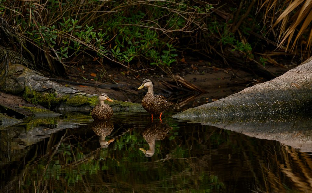 Two ducks in the water