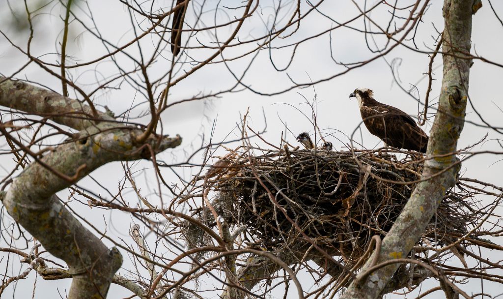 Osprey on a large nest with two baby osprey