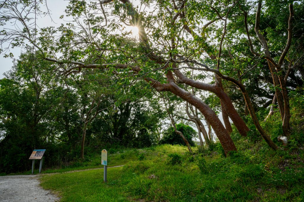 Signs and trees by the Calusa Heritage Trail. Sun shining through the trees.