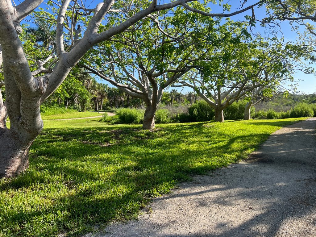 large trees in a row along the pathway