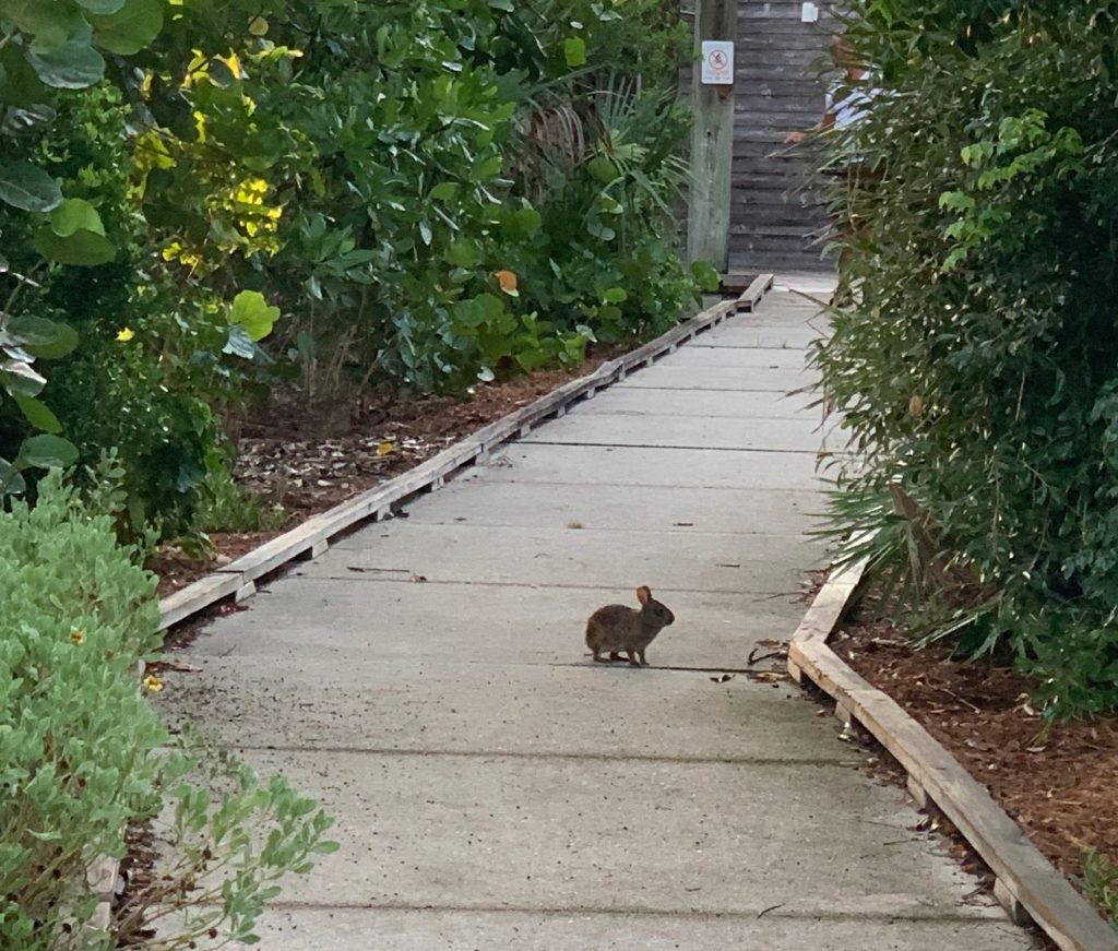rabbit on the RRC sidewalk