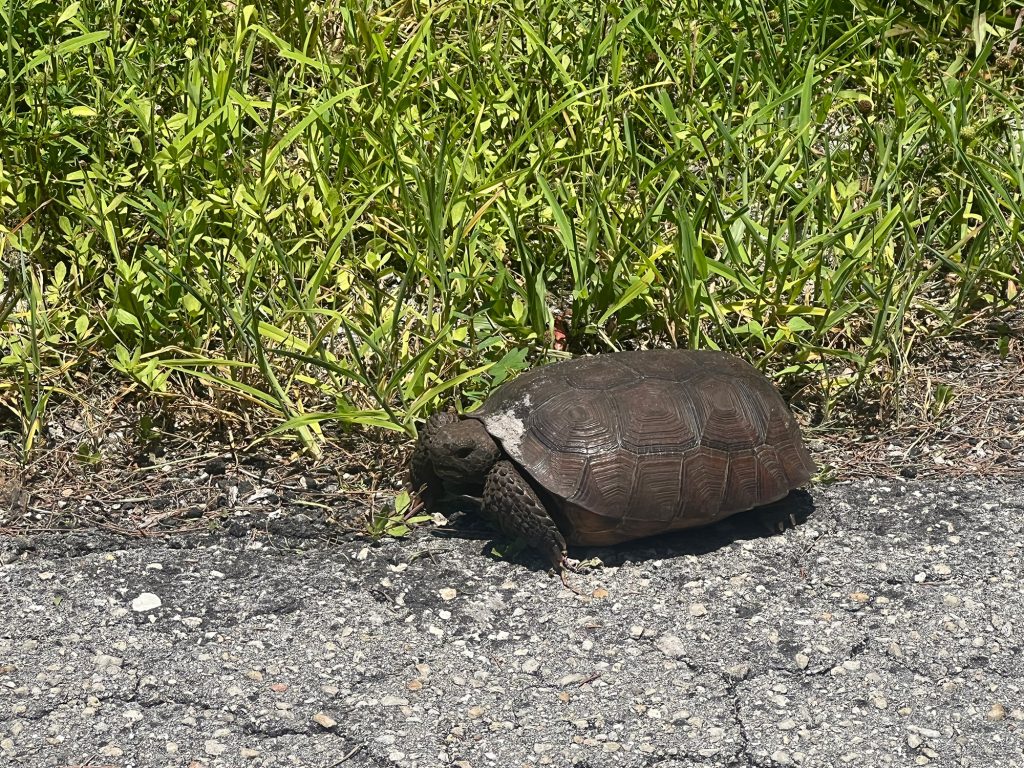 large tortoise walking along RRC pathway