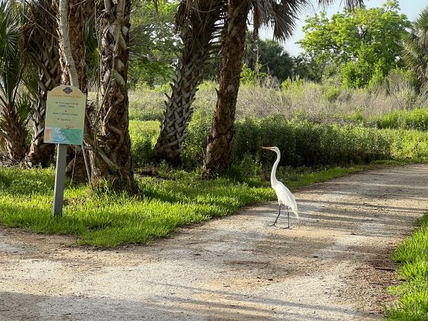 tall white heron walking along the RRC pathway