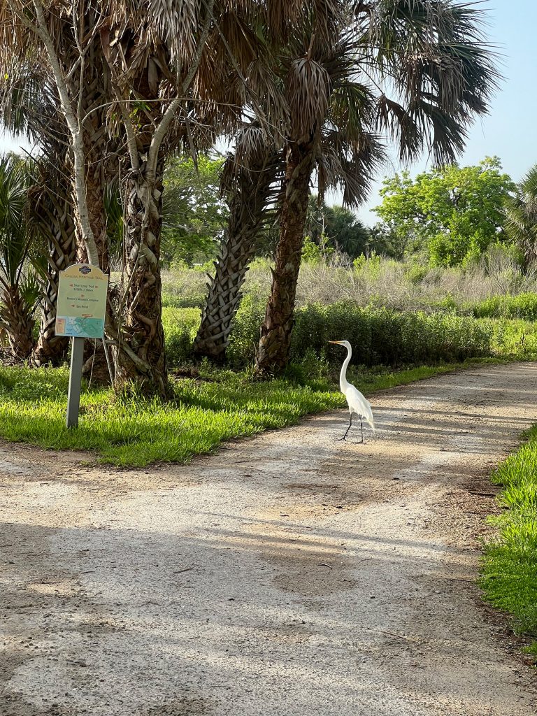 tall white heron walking along the RRC pathway