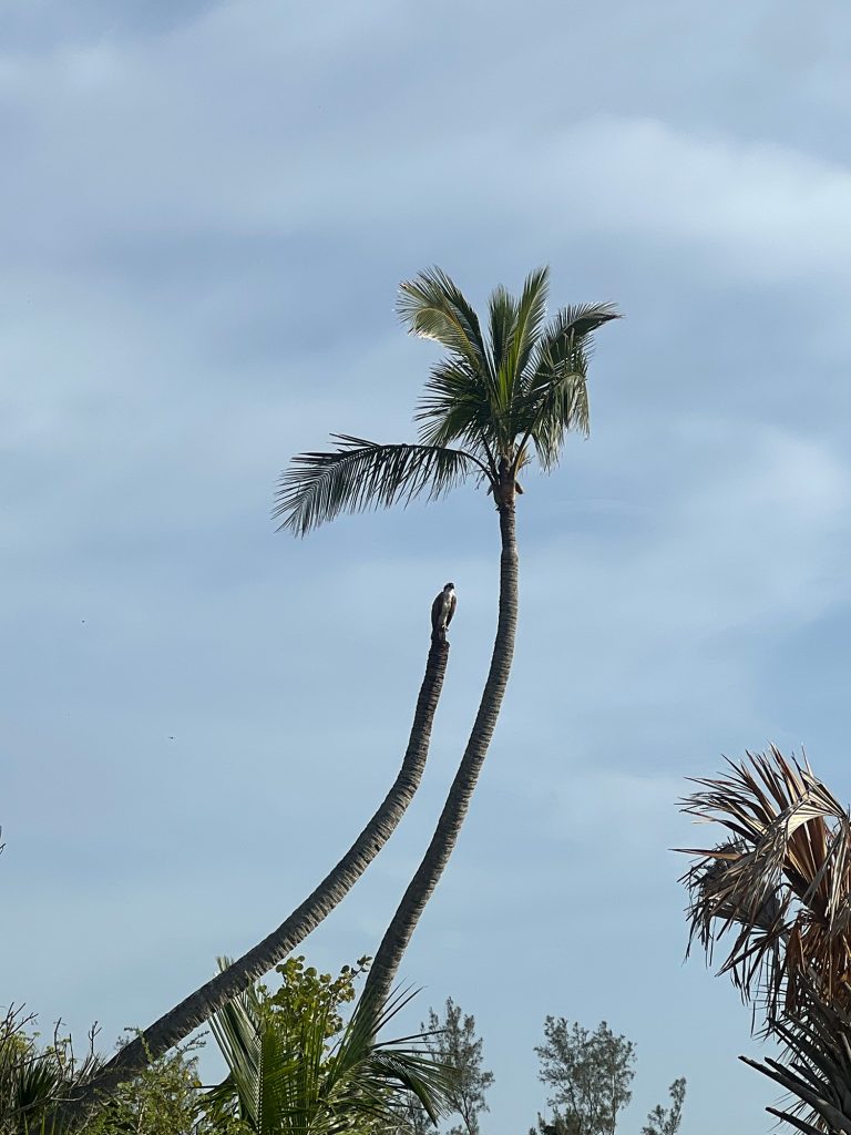 Osprey sitting on a palm tree