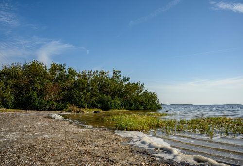 Beach along Pine Island Sound near Randell Research Center.