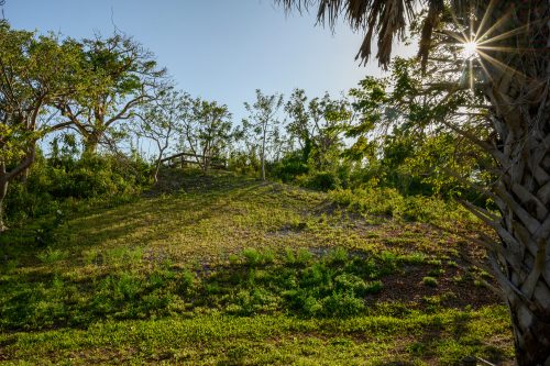 Sun shining through a palm tree. View of a Mound at RRC.