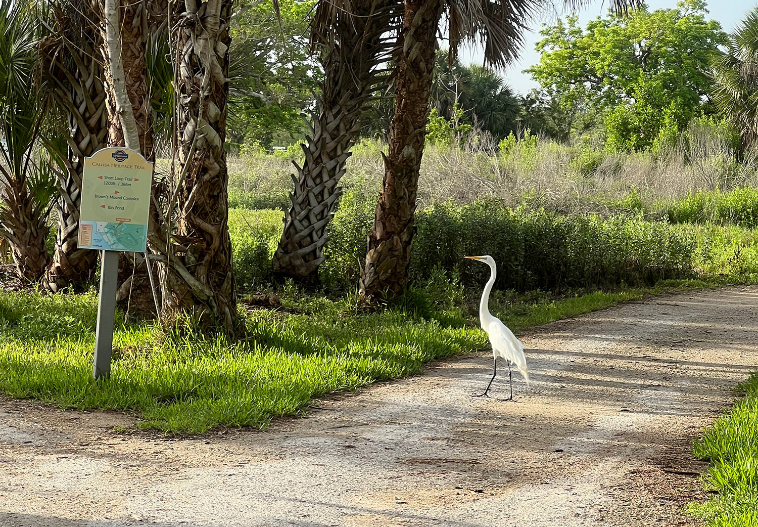 tall white heron walking along the RRC pathway