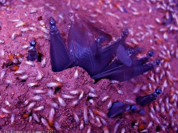 termites surfacing from under ground