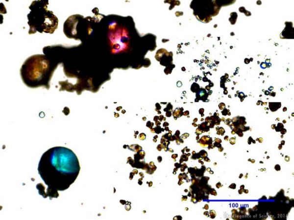 microscope images of alginate microparticles