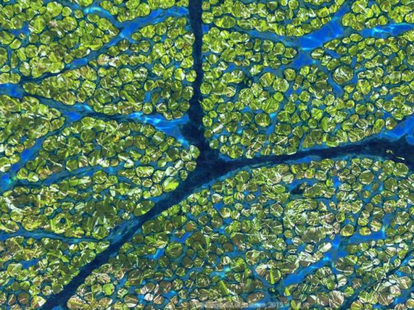 digitized dog muscle tissue