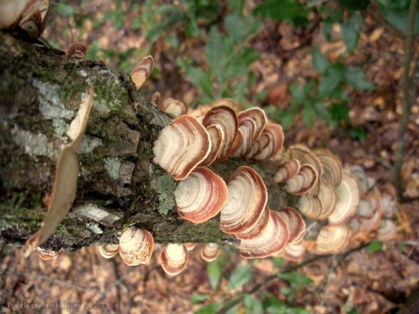 fungus on a dead tree