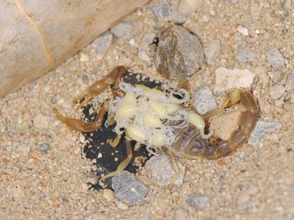 scorpion and her babies