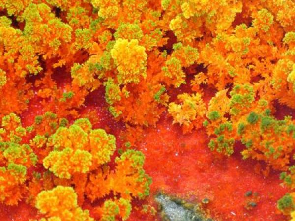 red crystallization of solvent