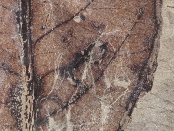 A 60 million year old fossil leaf