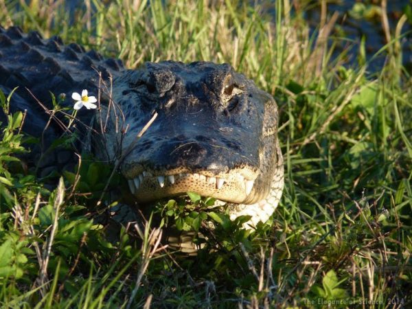 alligator in habitat