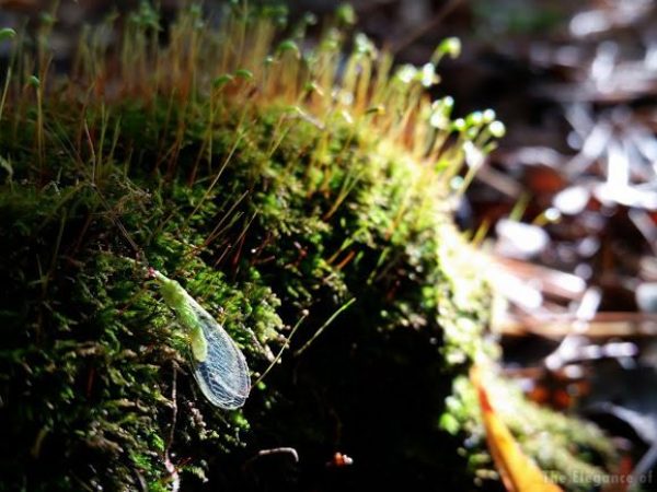 lacewing on a moss bed