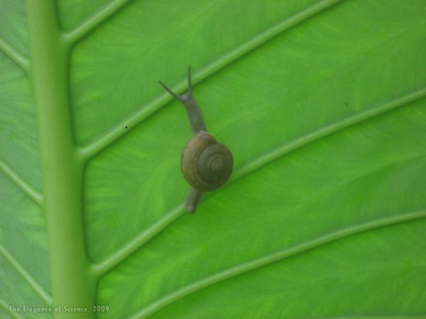 Snail on leaf