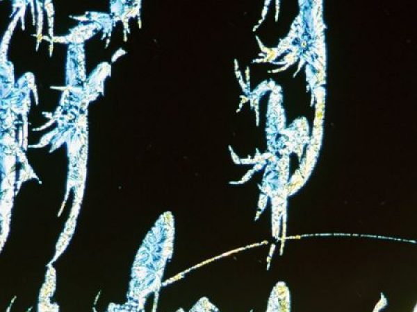 ice crystals that look like fairies