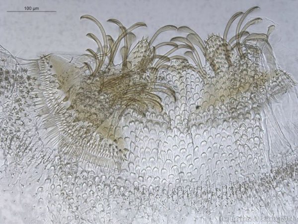 termite intestinal tissue