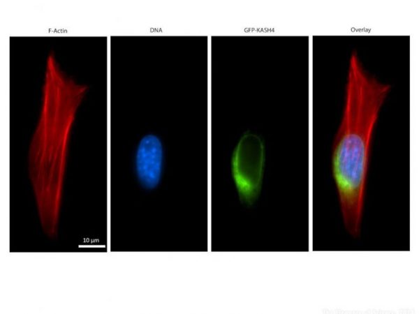 magnified mouse cells