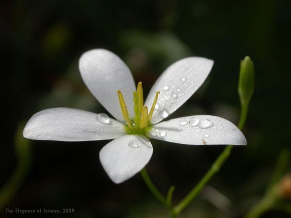 white flower with dew