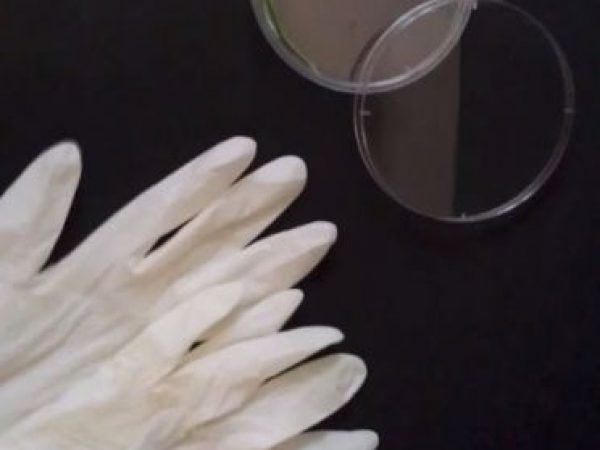 clover in a petri dish