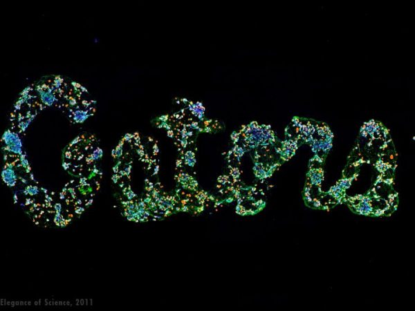 A network of neurons shaped to read 'Gators'