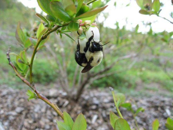 bumble bee on white flower