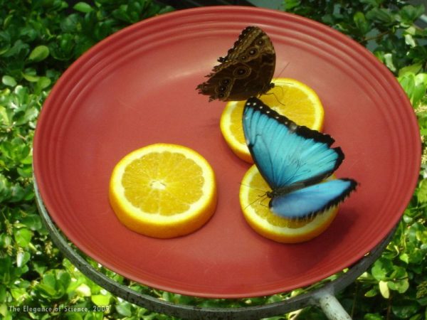 butterflies on fruit