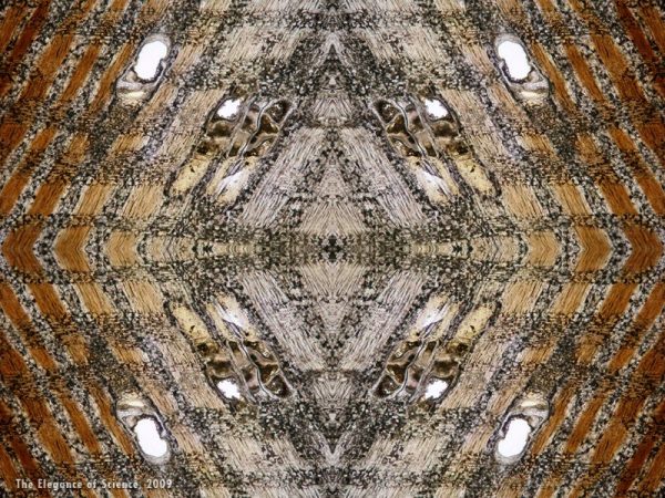 fossil angiosperm wood