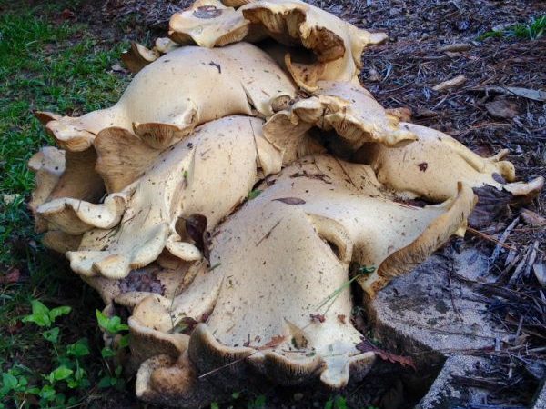 very large fungus species