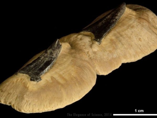 fossils of dermal thorns of a ray or skate