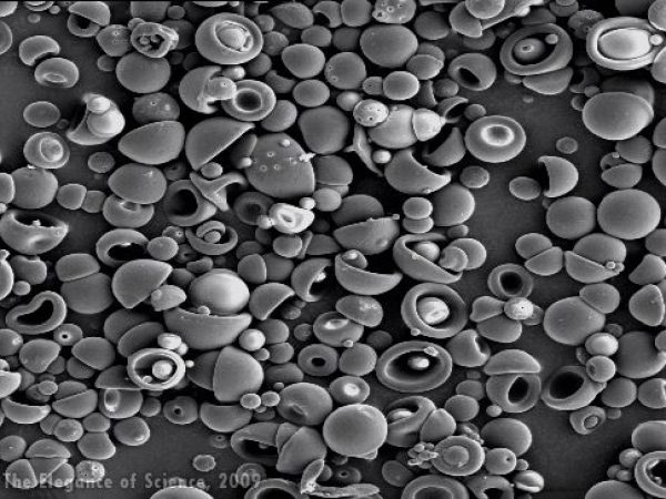 albumin microspheres under scanning electron microscope