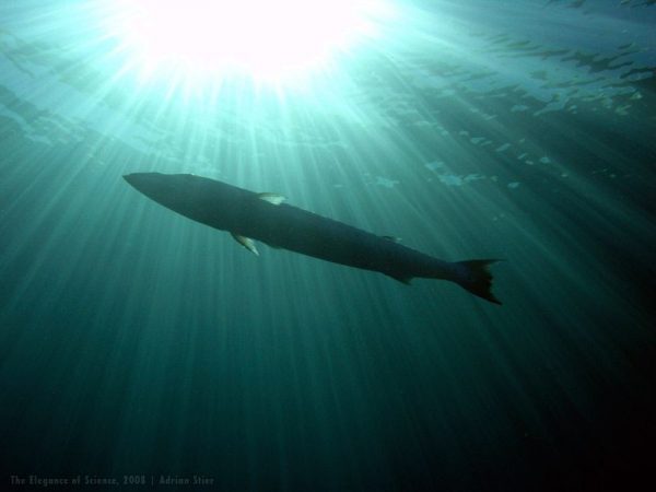 barracuda from below