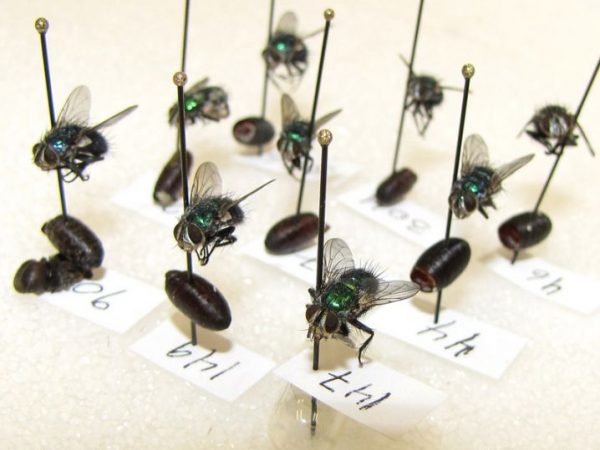 fly specimens