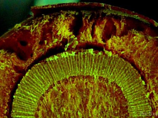 magnification of a mangrove root