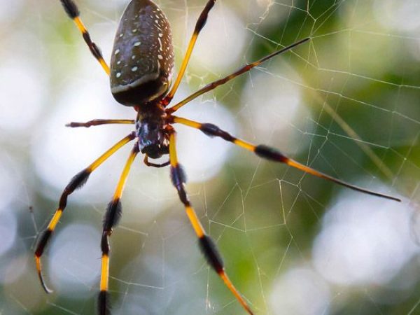 golden orb-web spider