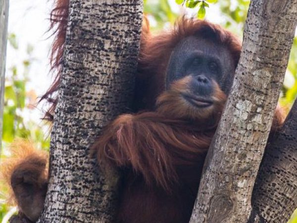 Orangutan in tree