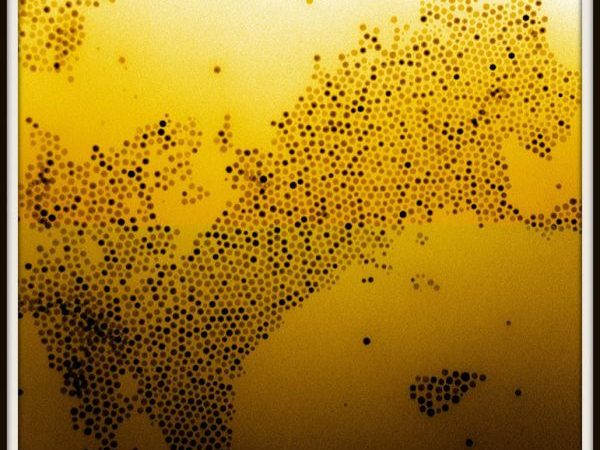 A monolayer of Iron oxide nanoparticles