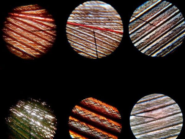 magnification of several feathers