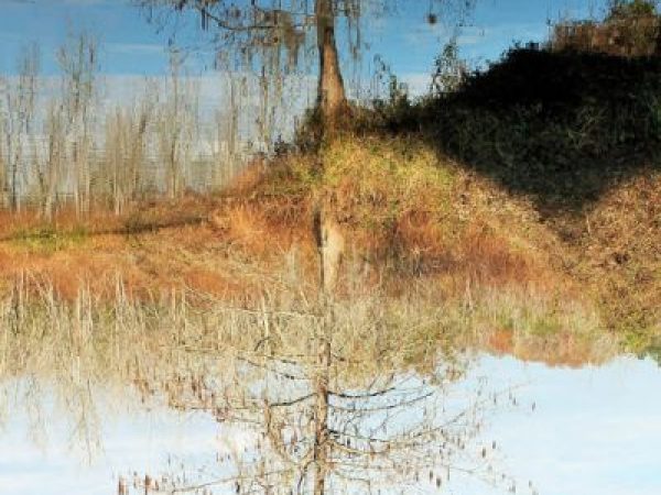 tree reflecting in water
