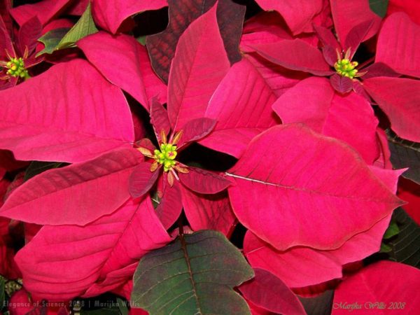 Red poinsettia flowers