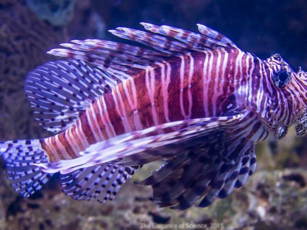 lionfish