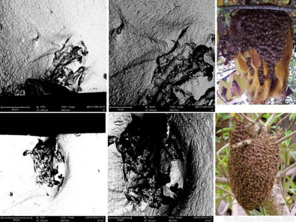 images of Fracture Origins and Bee Hives