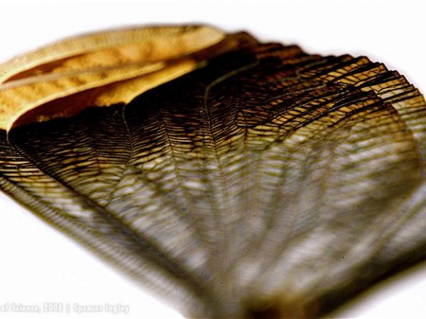 magnified damselfly wings